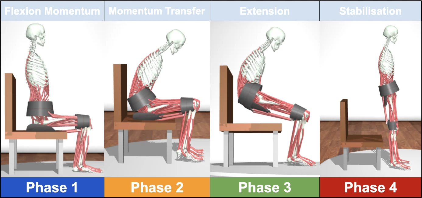 Reference illustration of the four sit-to-stand phases.