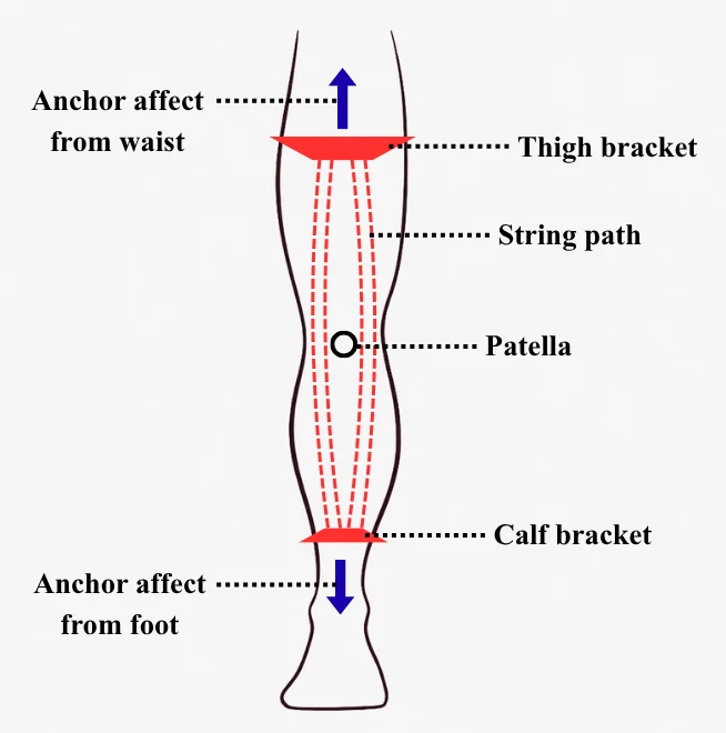 String routing between the thigh and calf brackets.