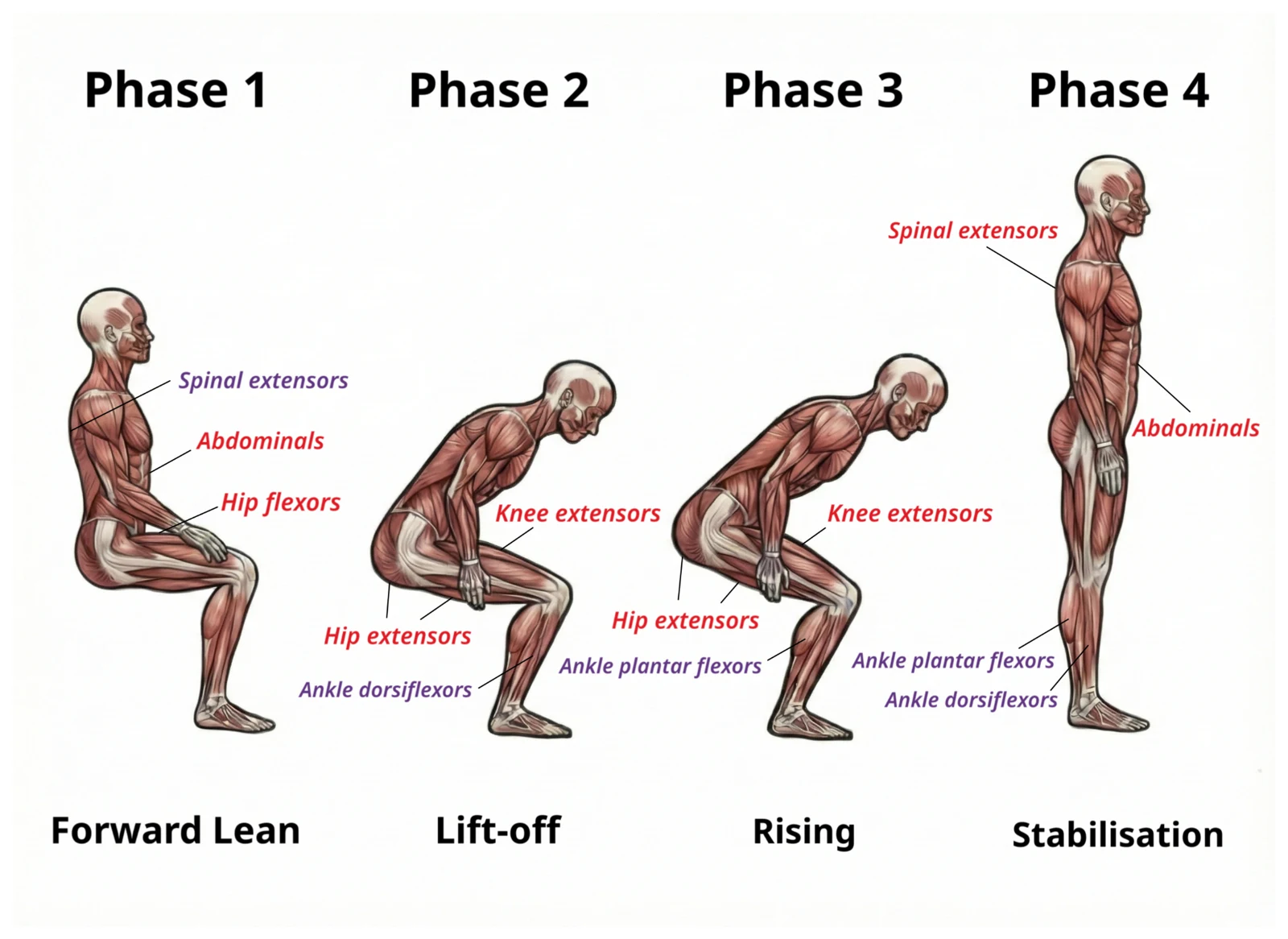 Annotated phases of the sit-to-stand movement.